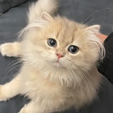 陈铁锤