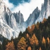 后枝