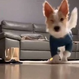 叽叽吒吒