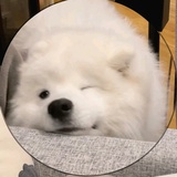 鱼日