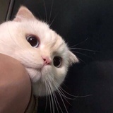 江湖再见