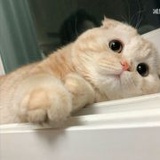 柠檬柚子榨汁机