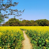 芳菲年华