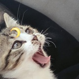 西瓜朗姆酒
