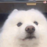玉玉！