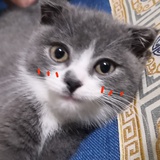 liiiiii