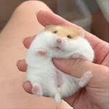 猫街少女
