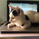 靓🐱发媸