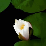 辣椒不加辣