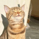 丁壳壳