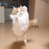 小萝卜特糖泥