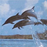 Iris_Dolphin