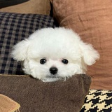 小狗滑板车