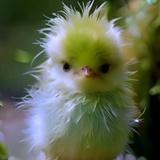 萍萍