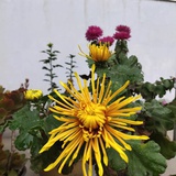 花花