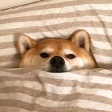 桃花坞