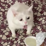 爱吐槽的胆小鬼