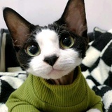 ＾=＾