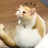 更喜欢土豆是吗