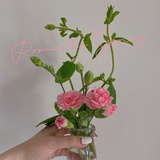不要香菜