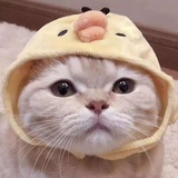 CPA婷婷