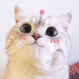 呆呆