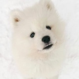 和狗狗一起散步
