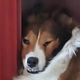 阿白