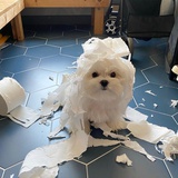 发财发财发大财
