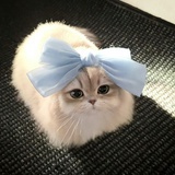 饼门永存