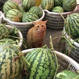 豆友227544489