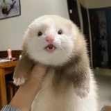 猪猪蛛蛛珠吼