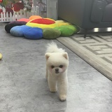 爱吃的小丸子