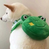 有志不在年糕