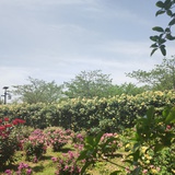 魔蝎在水一芳