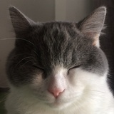 鹿猫猫