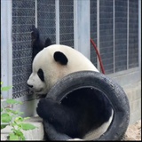 全球娱乐圈