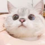 可爱的江湖骗子