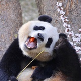 迷路迷璐