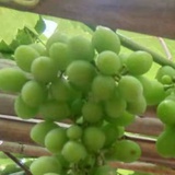 葡萄