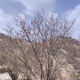 Dabria