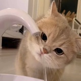 茉莉白桃子