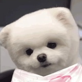 快乐小狗呼呼睡