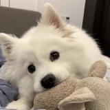 呼呼