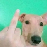 超级厌蠢