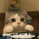 一只路过的蚂蚁