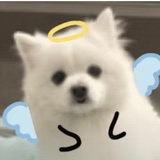 叶子.