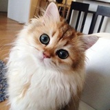 猫猫社长