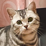 阿泠