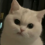 小猫咪
